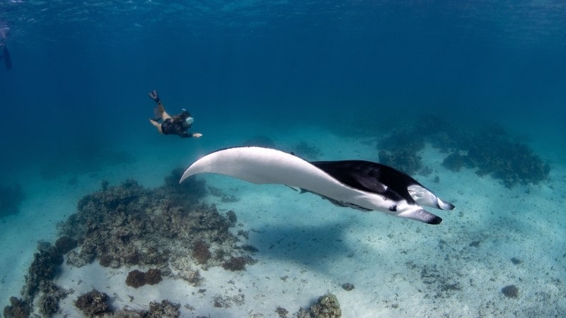 Manta ray scuba diving Isla del Caño off Uvita, Costa Rica.