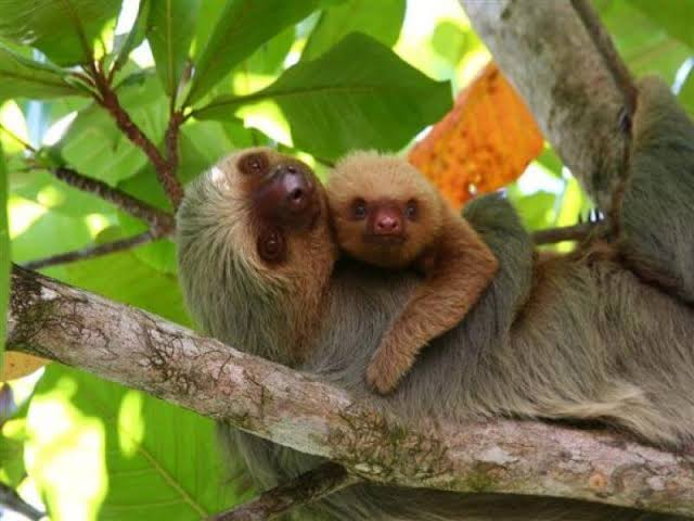 Sloth and baby at Manuel Antonio National Park, Costa Rica
