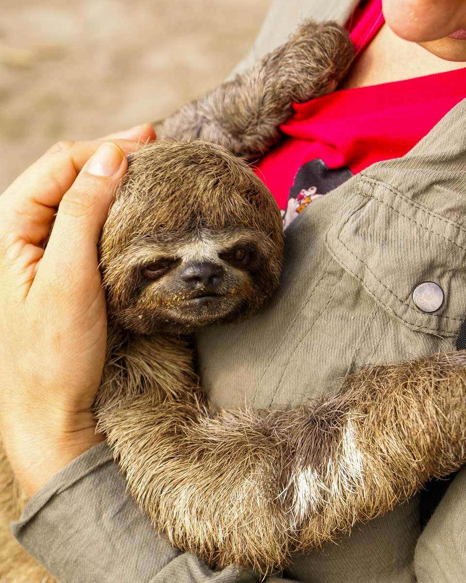A sloth being gently held at an outdoor wildlife sanctuary in Roatán, lush jungle greenery in the background