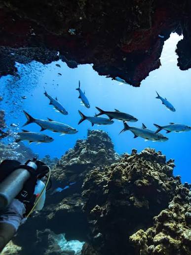 Underwater shot of a diver swimming through a coral swim-through canyon at Mary's Place, sunlight filtering down through clear turquoise water